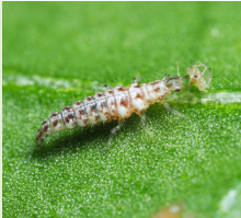 Chrysoperla larva
